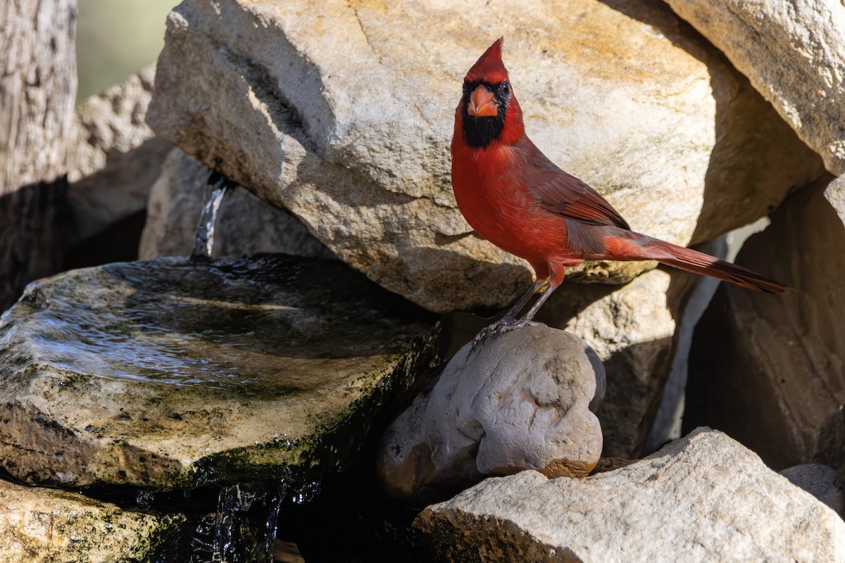 Northern Cardinal - ML646382354