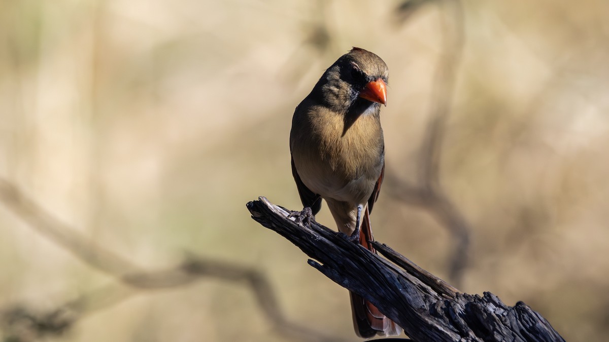 Northern Cardinal - ML646382355