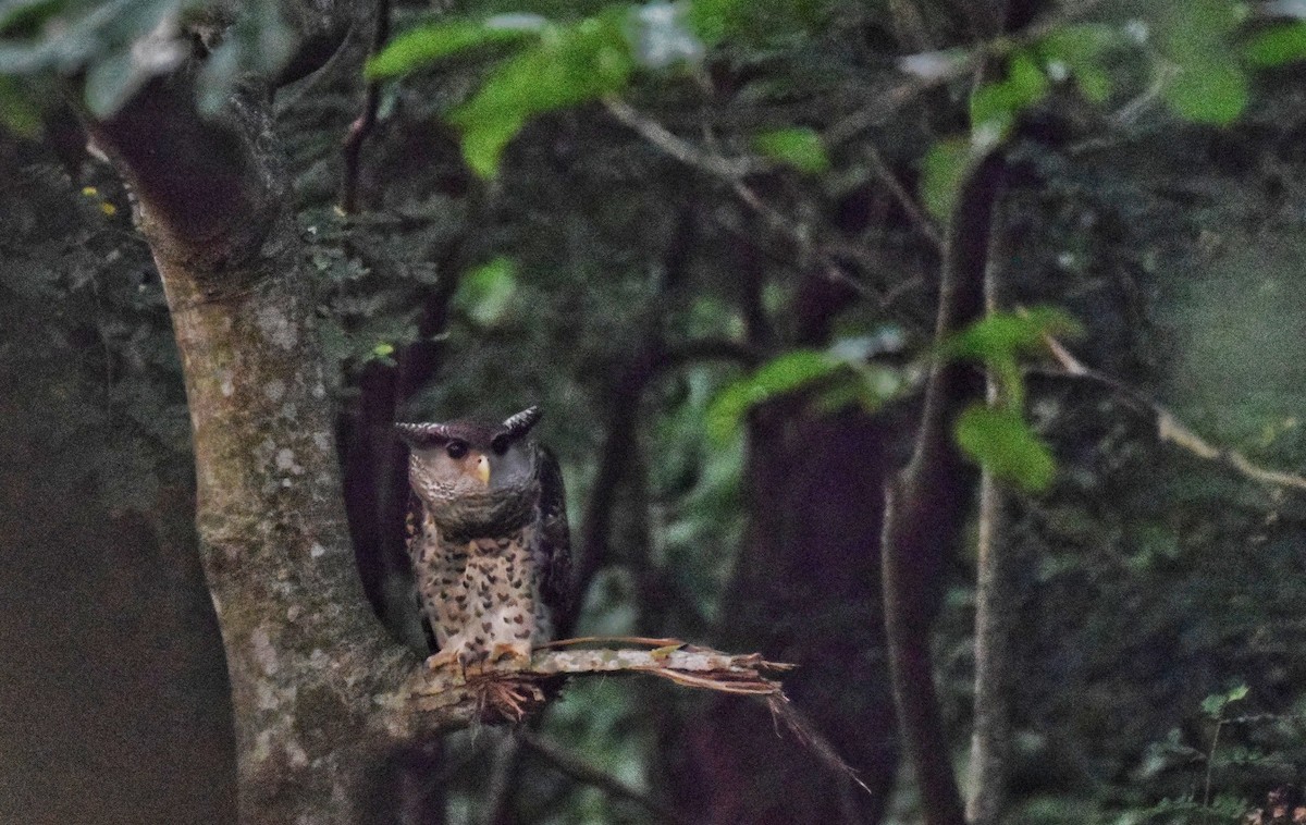 Spot-bellied Eagle-Owl - ML646382356