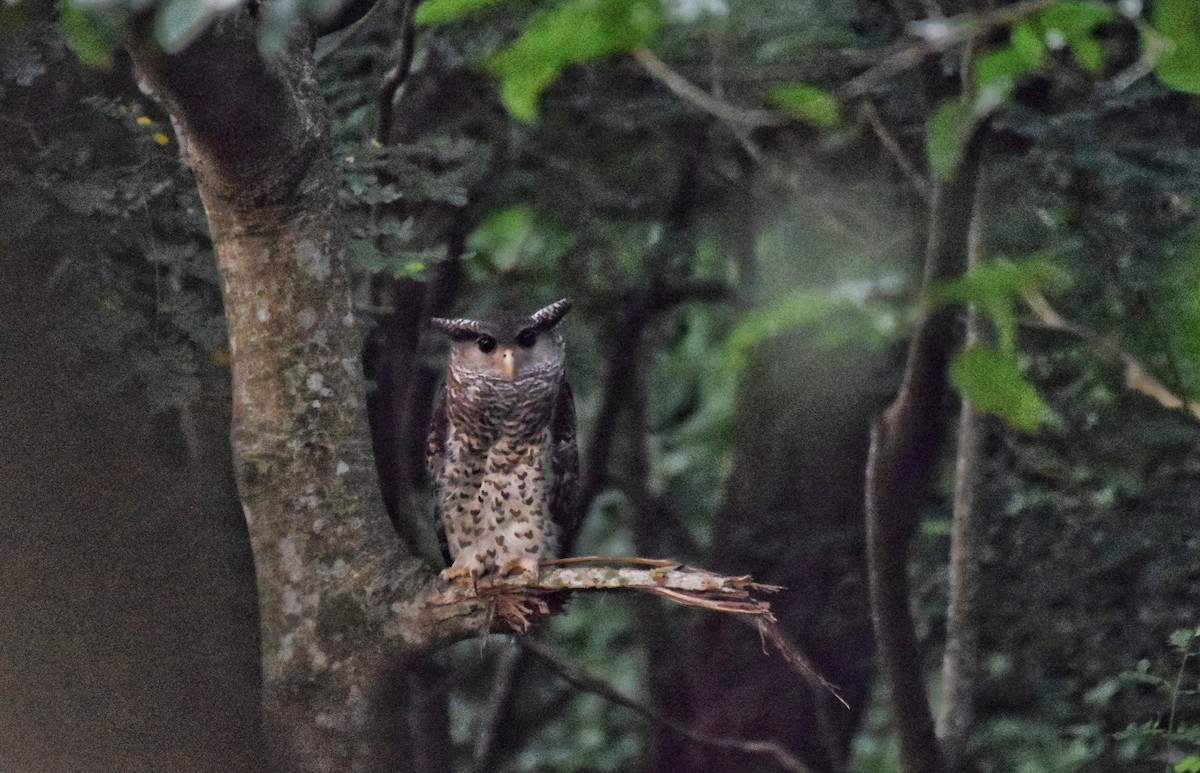 Spot-bellied Eagle-Owl - ML646382357