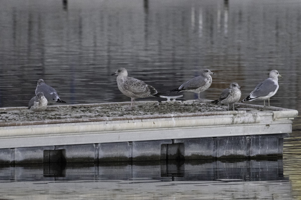 Larus sp. - ML646382358