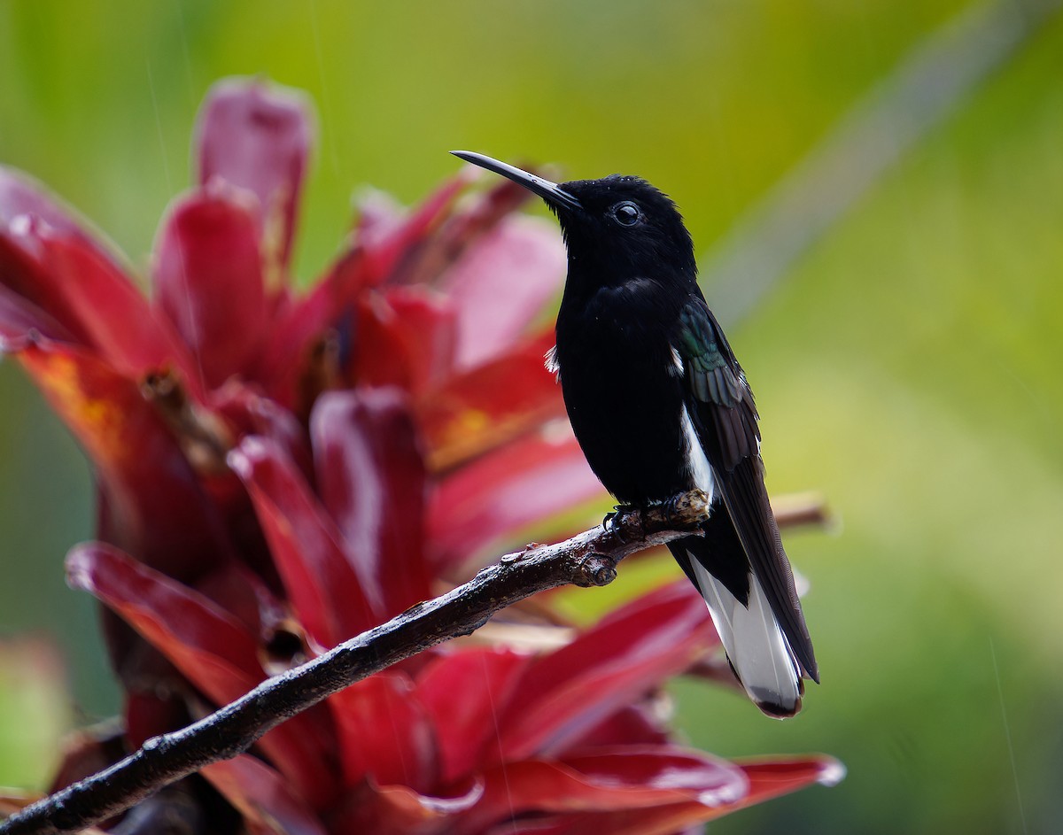 Black Jacobin - ML646382368