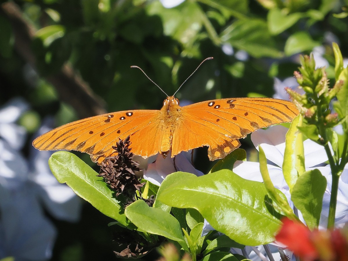 Gulf Fritillary - ML646382370
