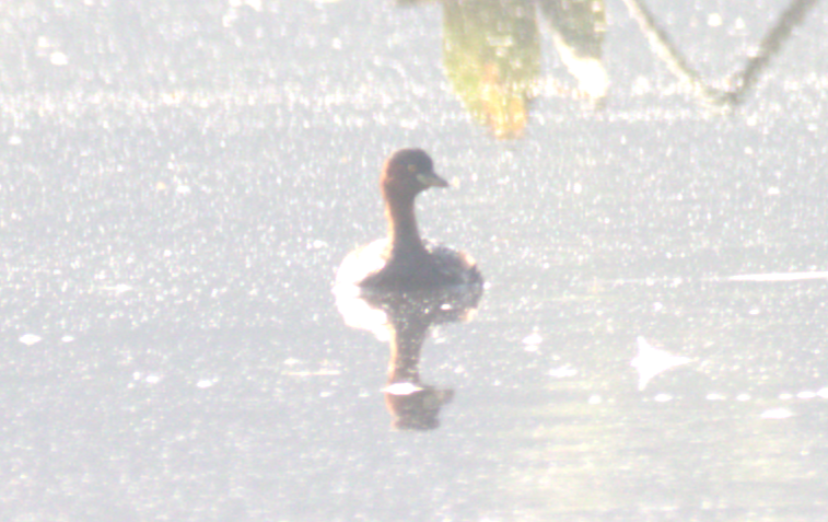 Little Grebe - ML646382372