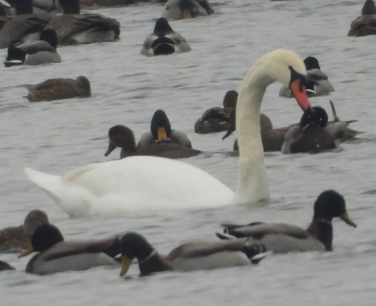 Mallard - ML646382373