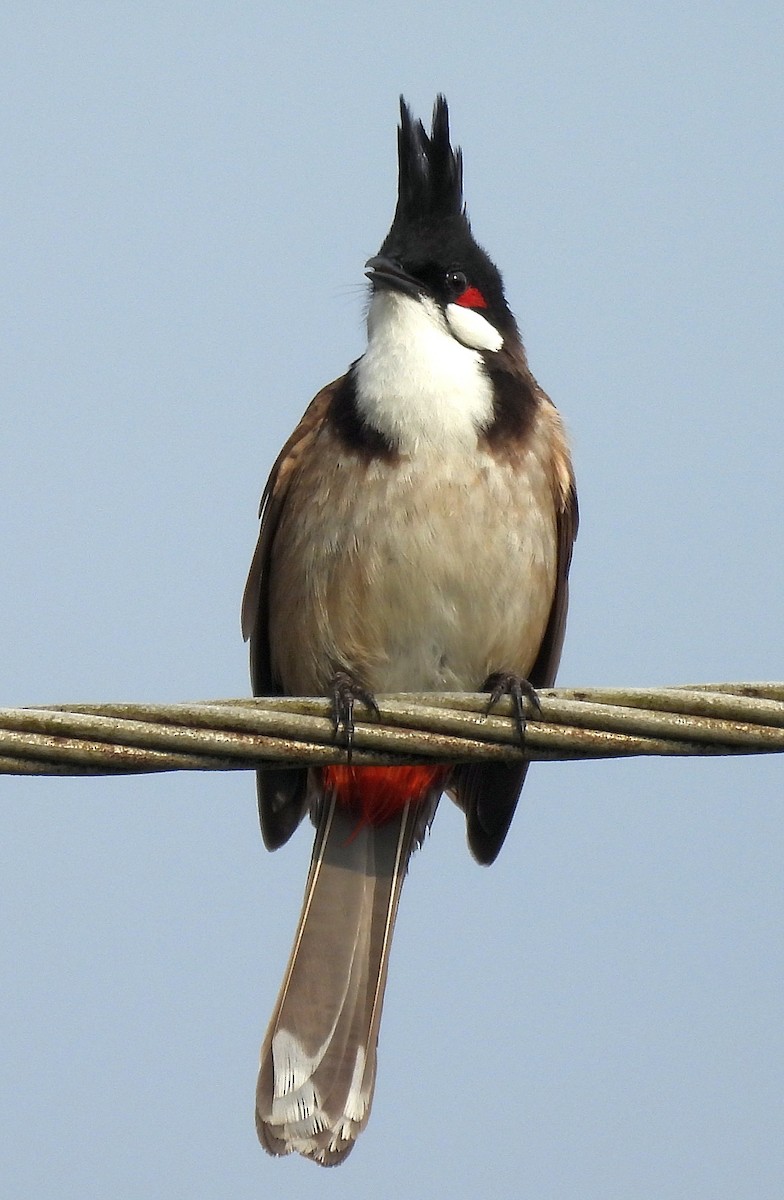Red-whiskered Bulbul - ML646382379