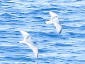 Prión Picofino - ML646382380