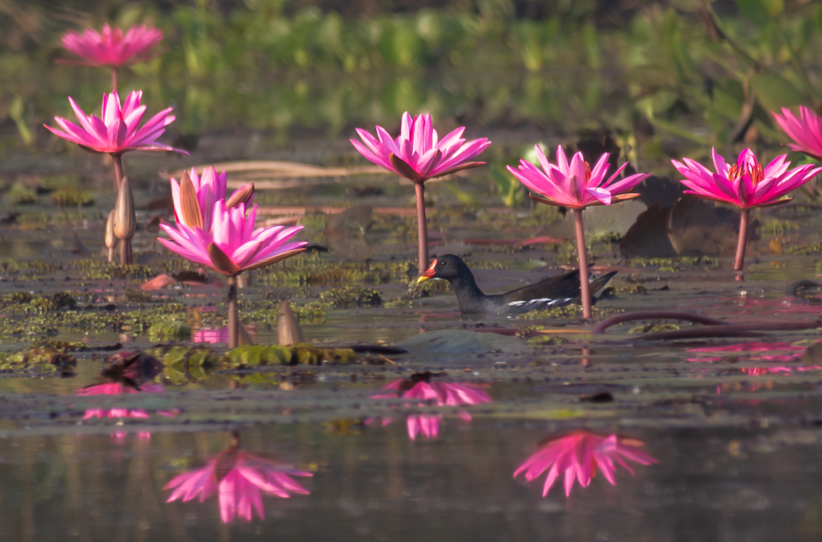 Eurasian Moorhen - ML646382381