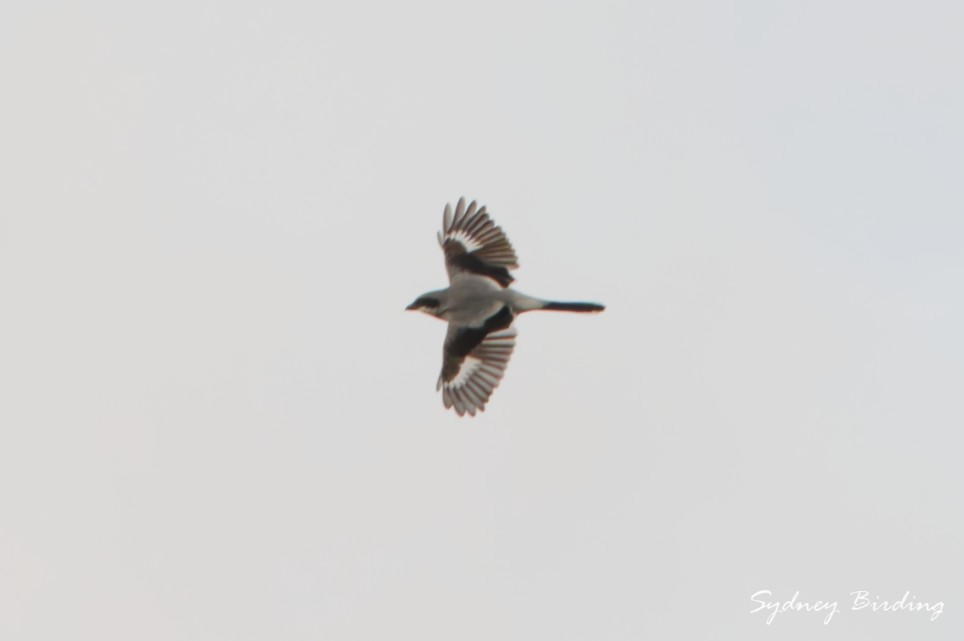 Loggerhead Shrike - ML646382388