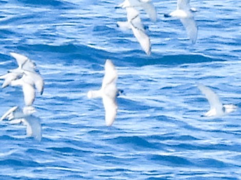 Petrel Azulado - ML646382395