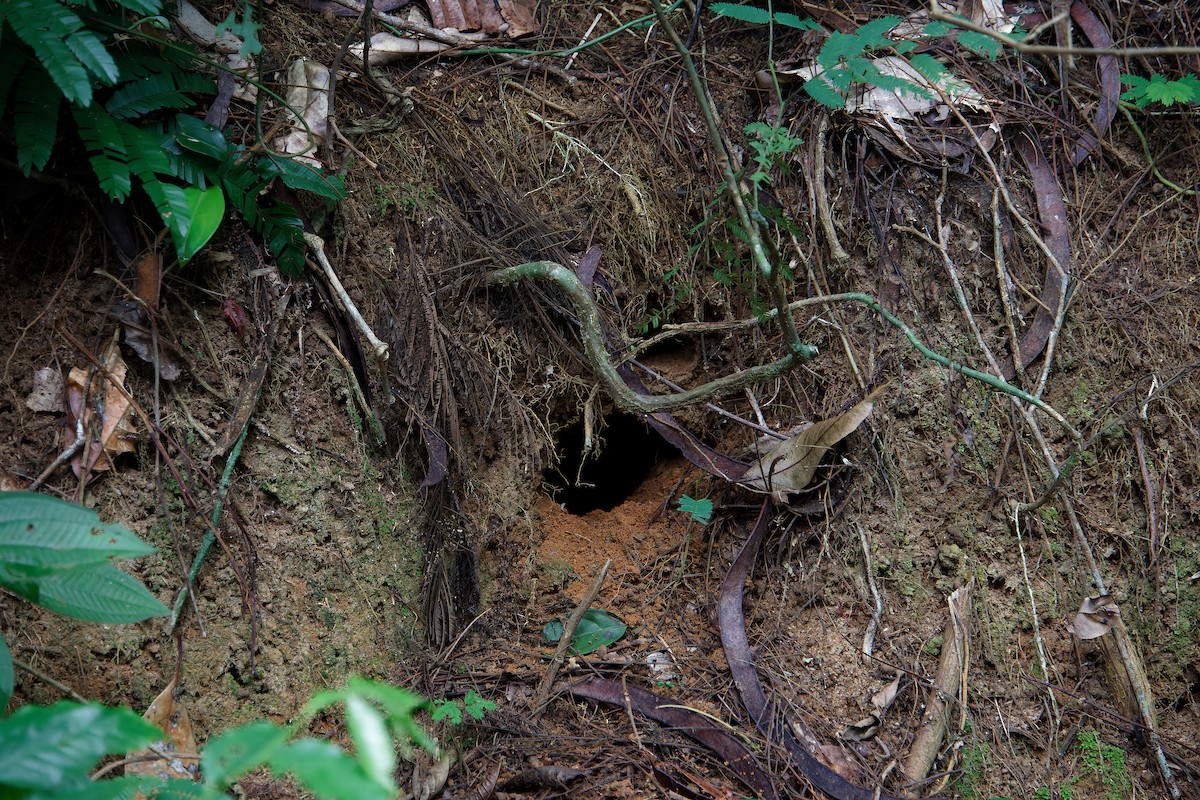 Rufous-breasted Leaftosser (Rufous-breasted) - ML646382399