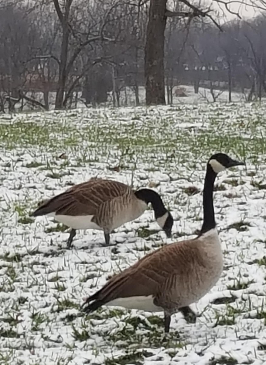 Canada Goose - ML646382400