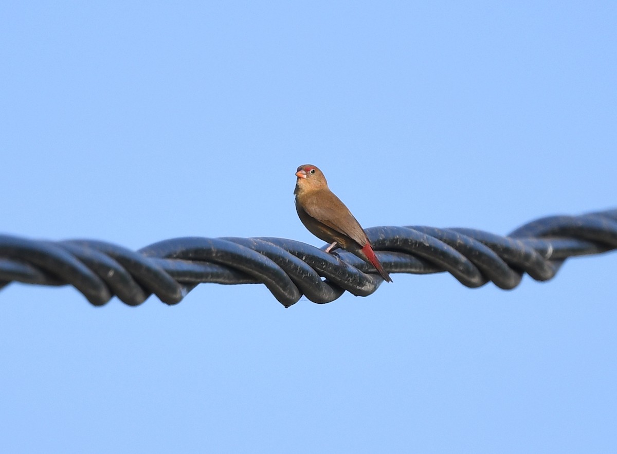 rødnebbamarant - ML646382401