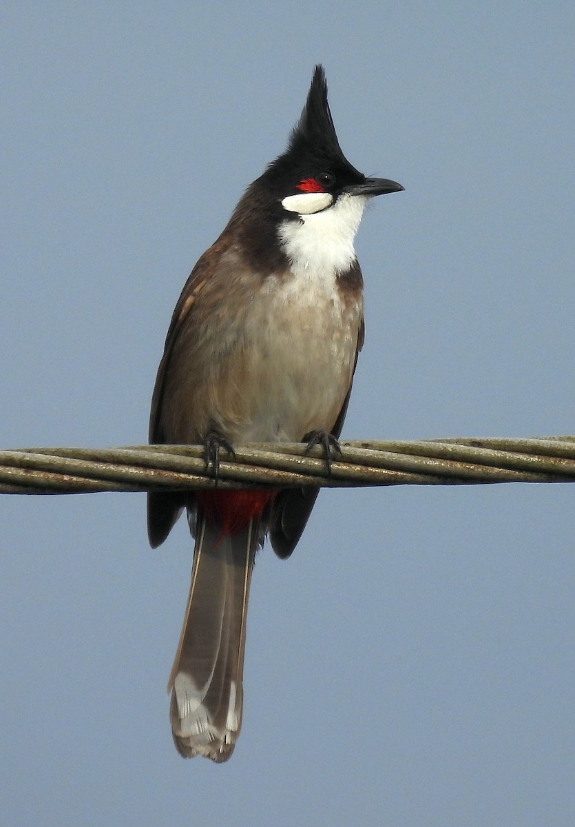 rødørebylbyl - ML646382402