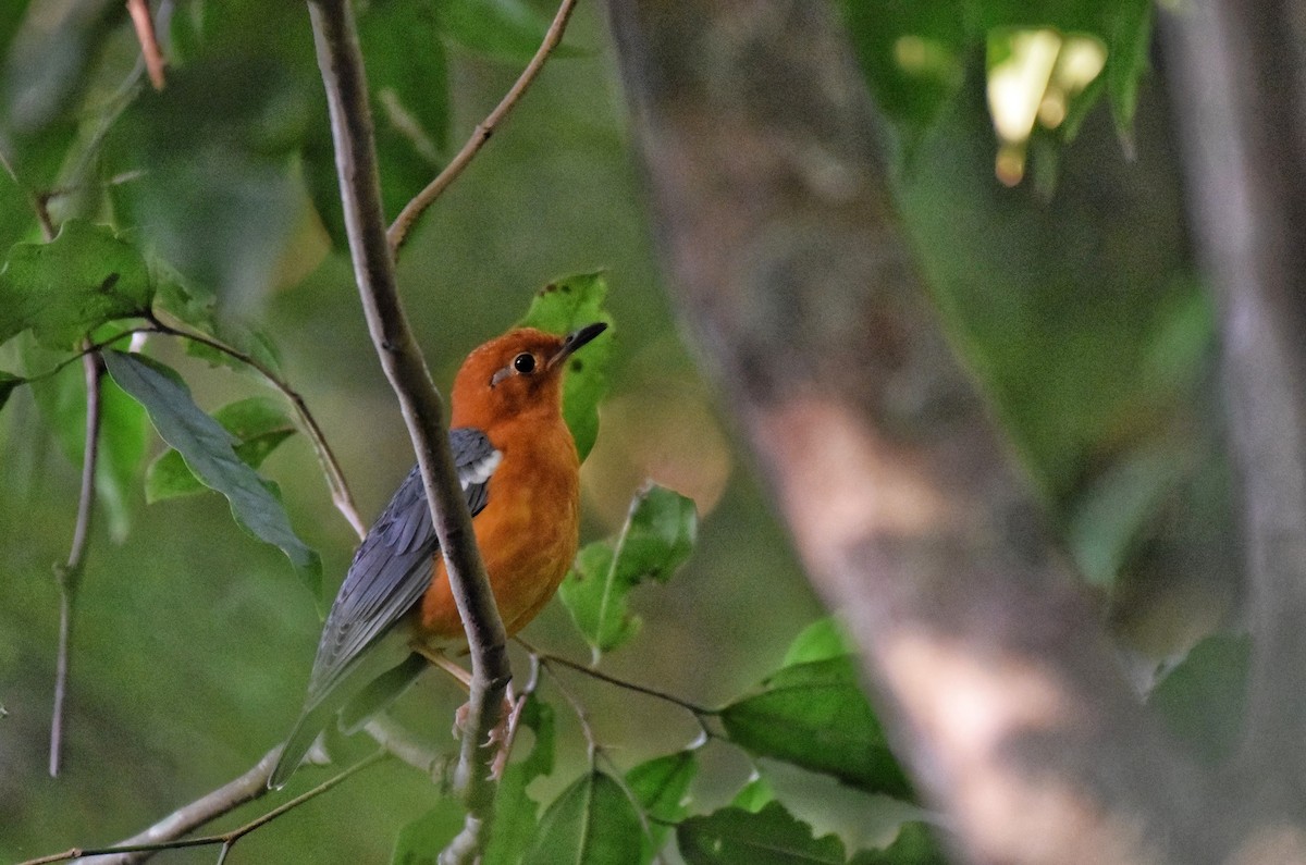 ravtrost - ML646382403