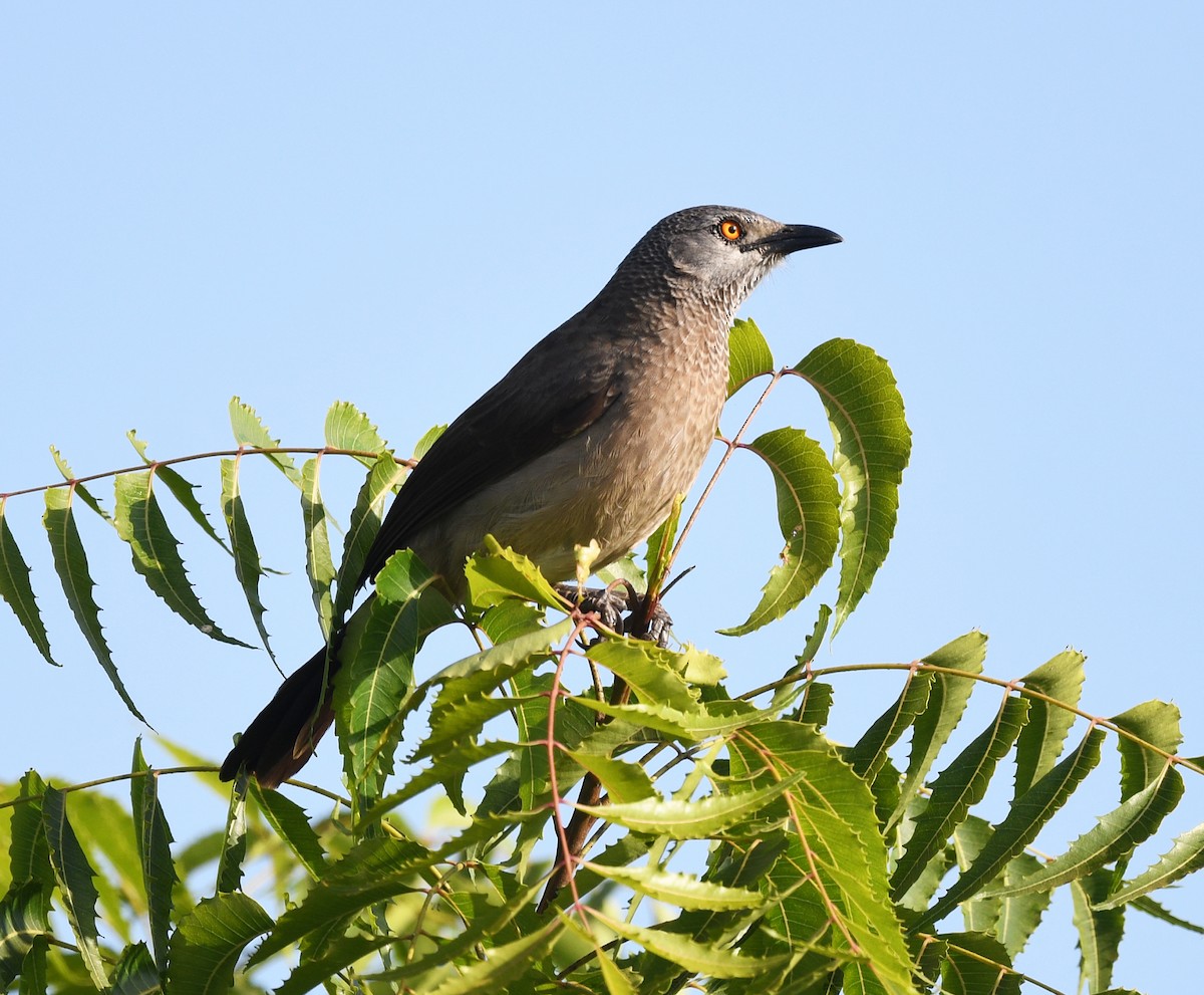 savanneskriketrost - ML646382404