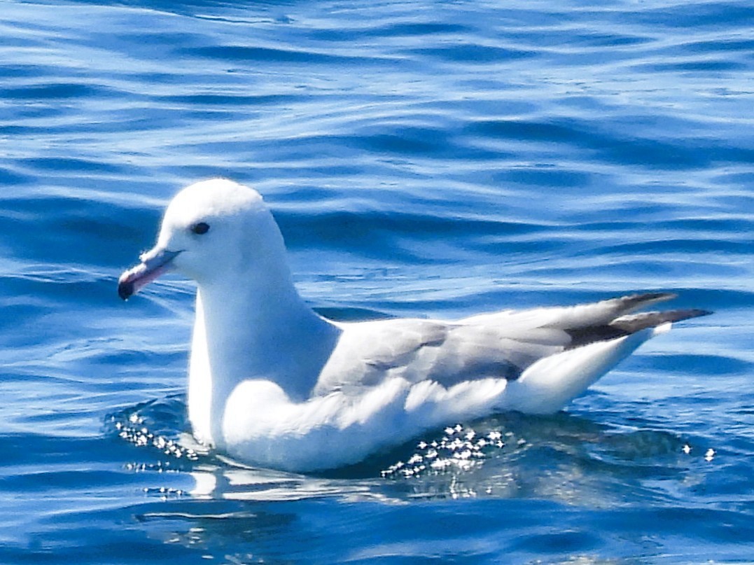 sørhavhest - ML646382405