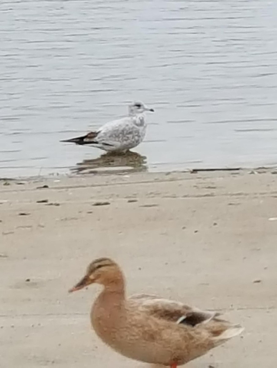 ringnebbmåke - ML646382406