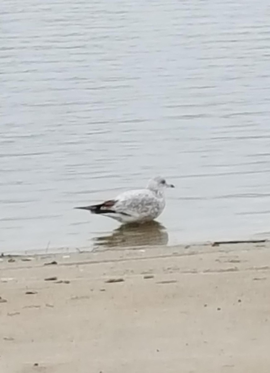 ringnebbmåke - ML646382407