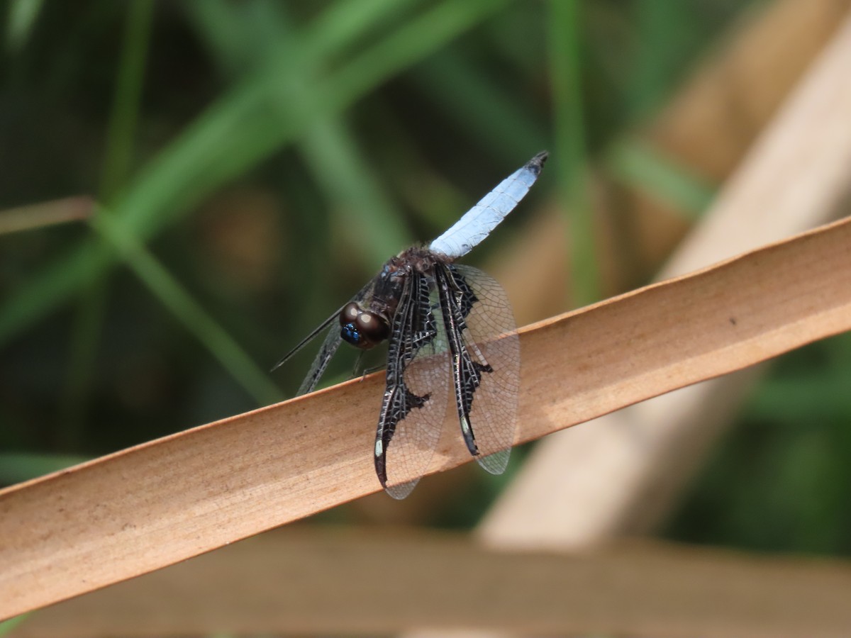 Animals - ML646382409