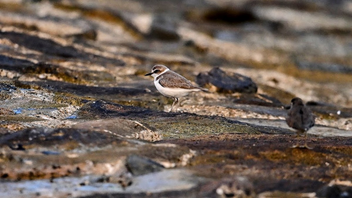 hvitbrystlo - ML646382410