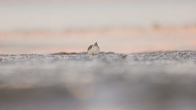 amerikasandlo - ML646382411