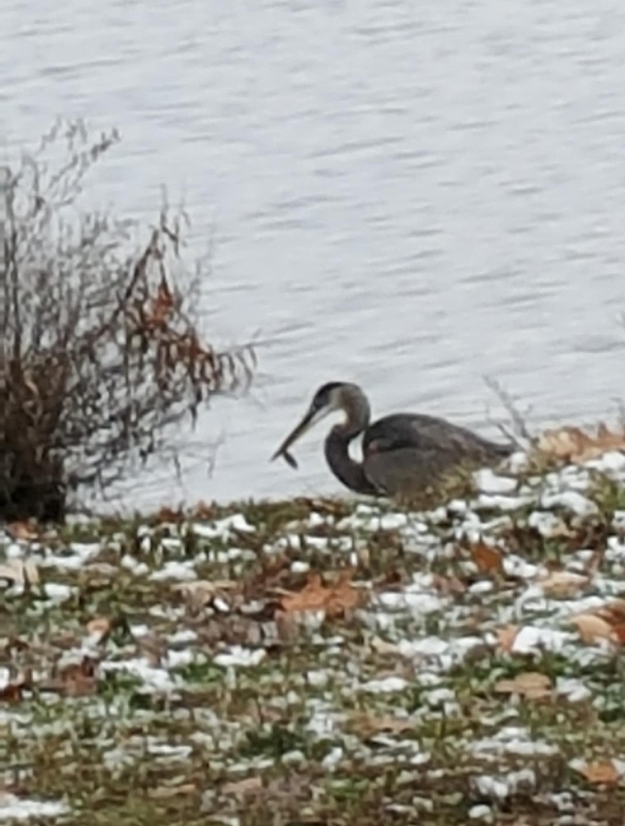 herodiashegre - ML646382412