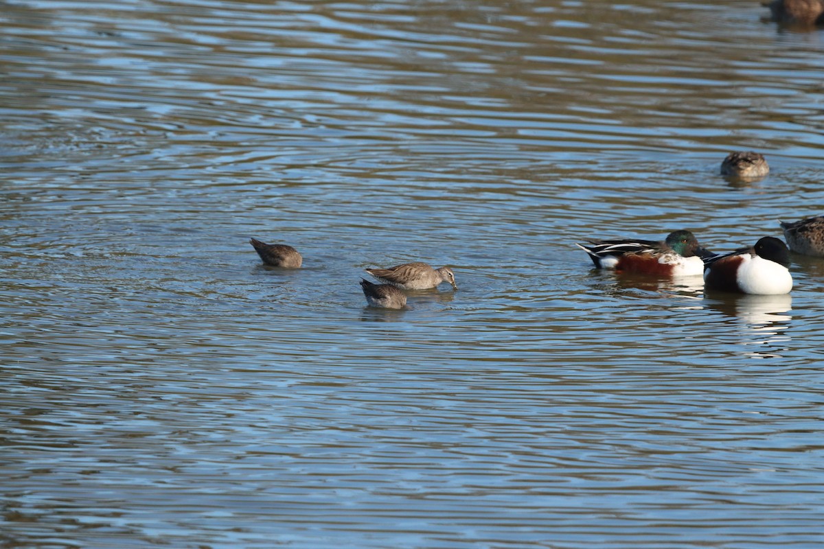 langnebbekkasinsnipe - ML646382413