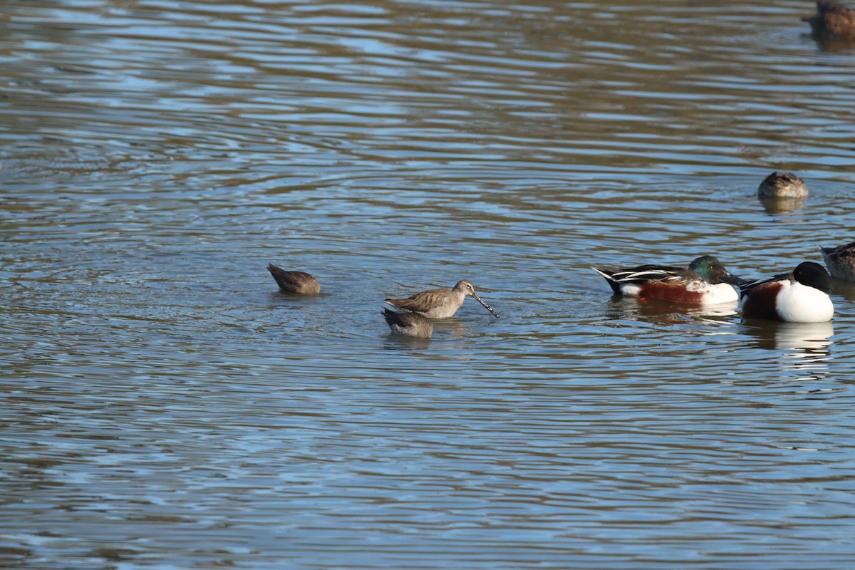 langnebbekkasinsnipe - ML646382414