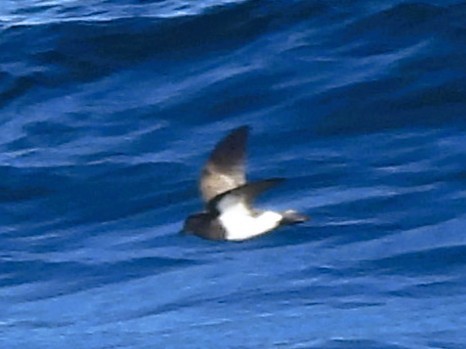 svartbukstormsvale (tropica) - ML646382415