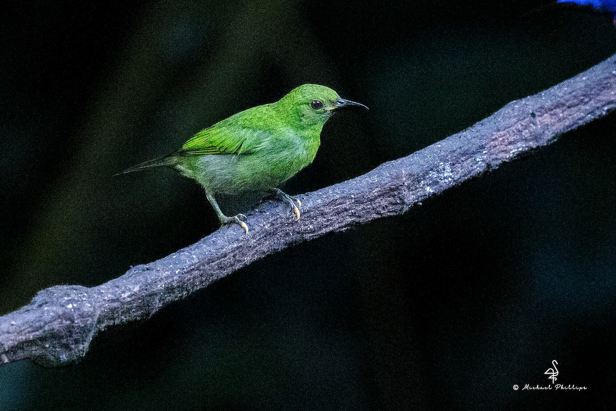 grønnhonningkryper - ML646382416