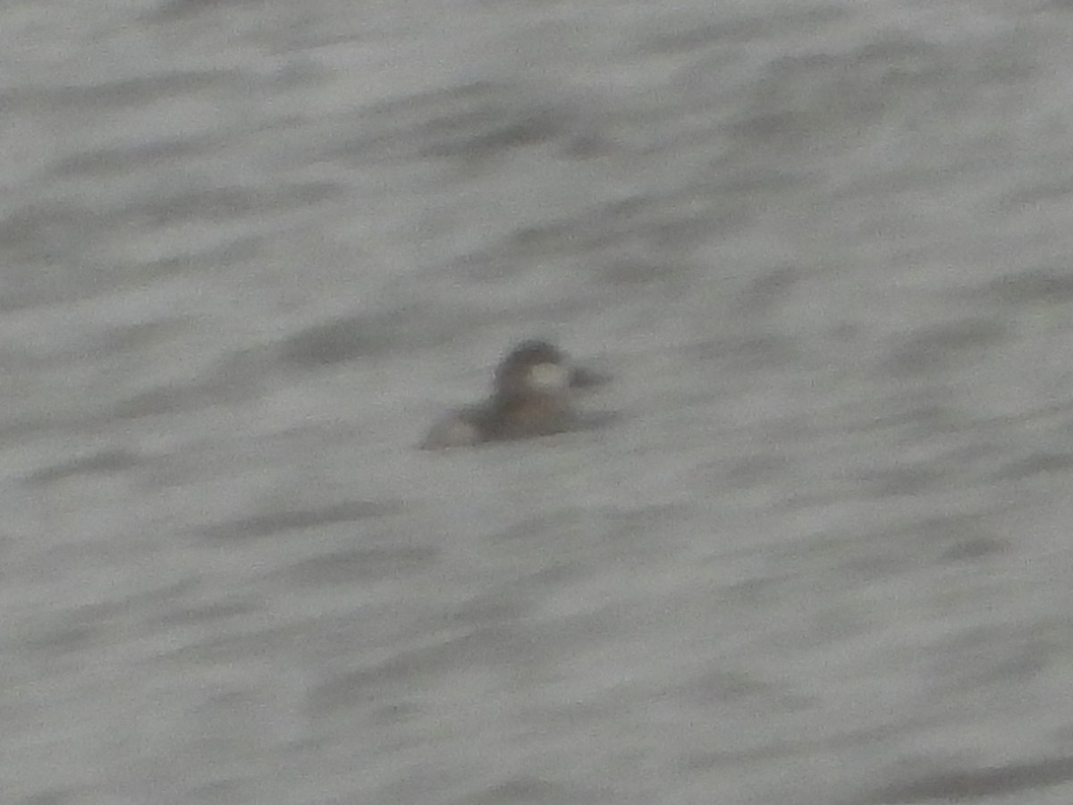 kobberand - ML646382417