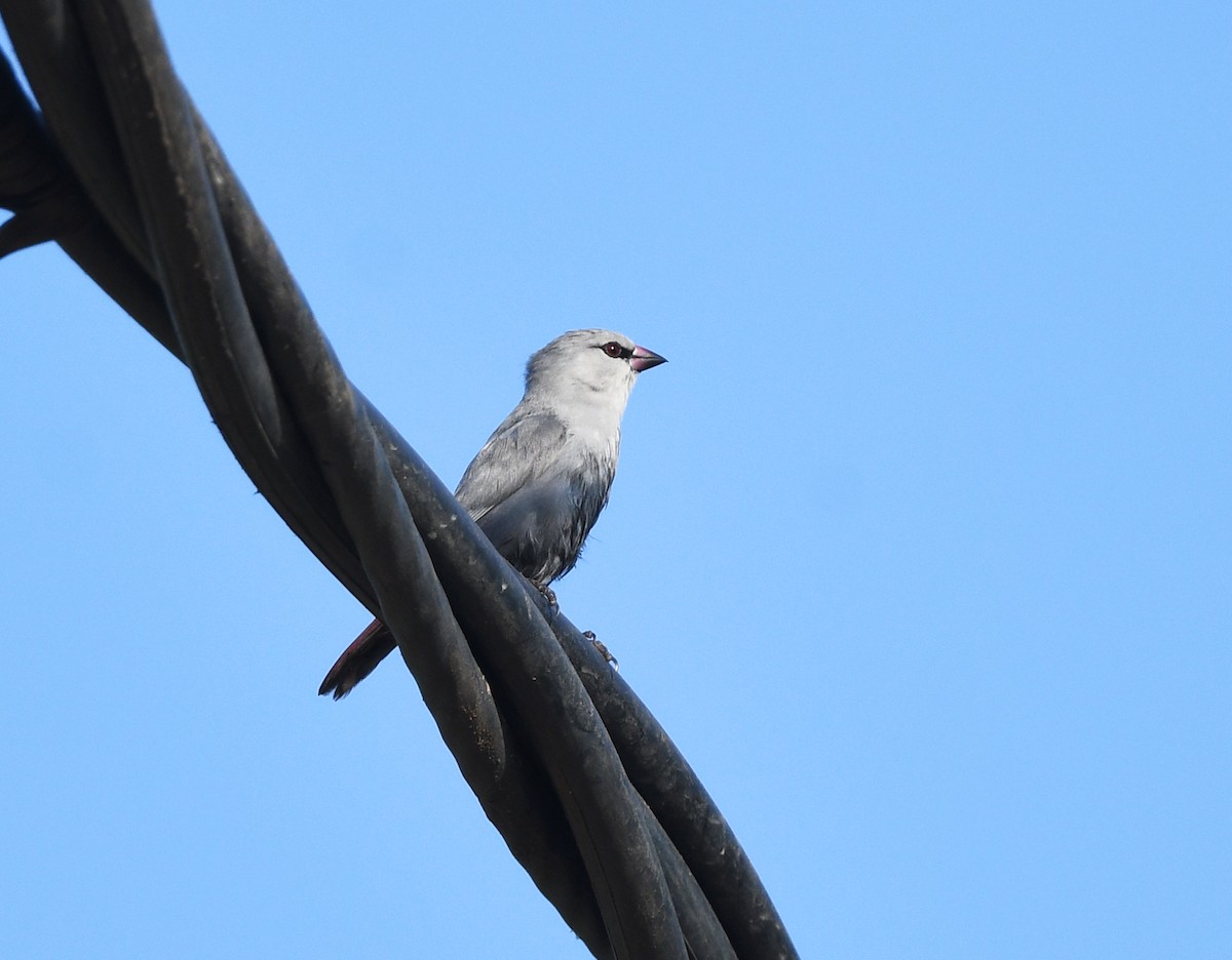 rødstjertastrild - ML646382418