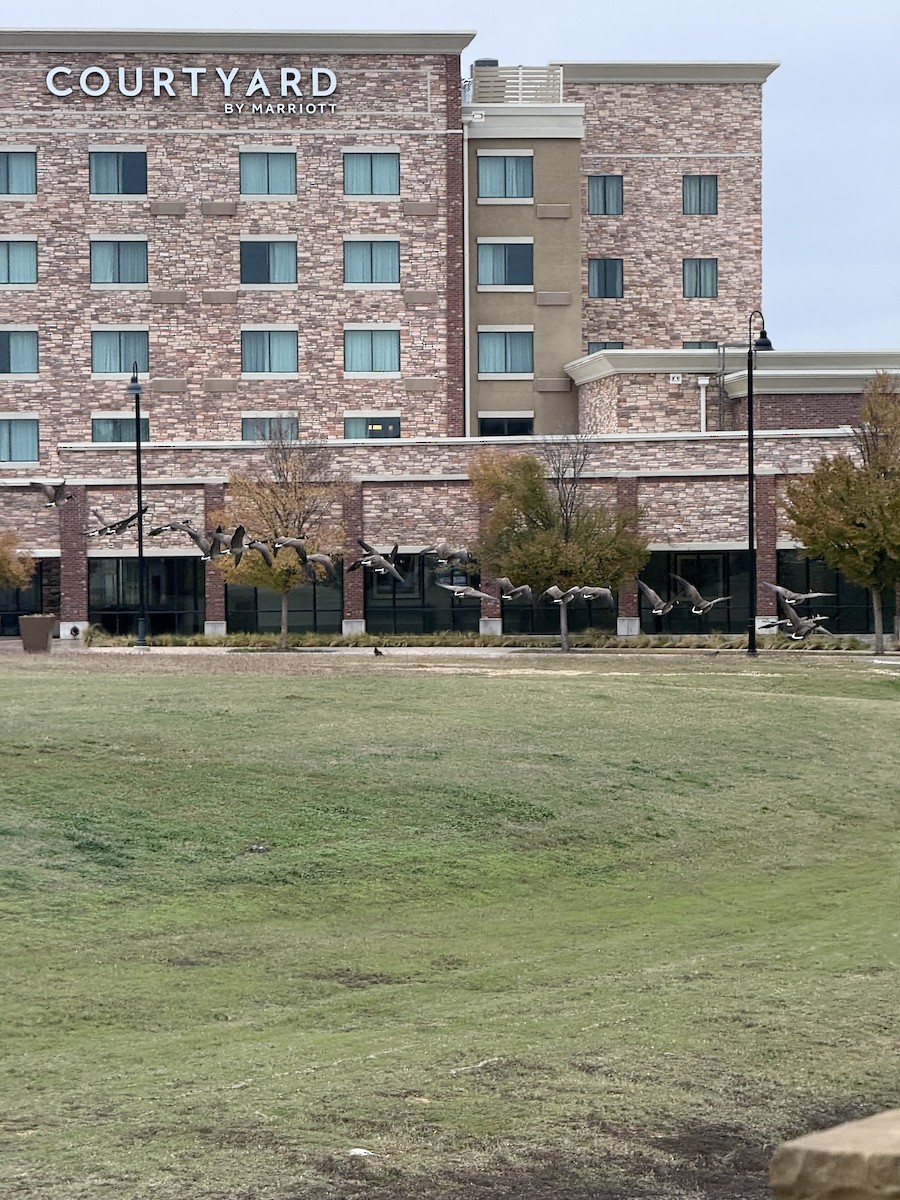 kanadagås - ML646382419