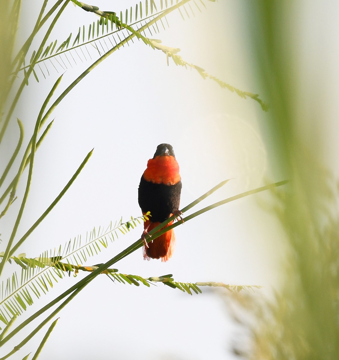 svarthettebisp - ML646382420