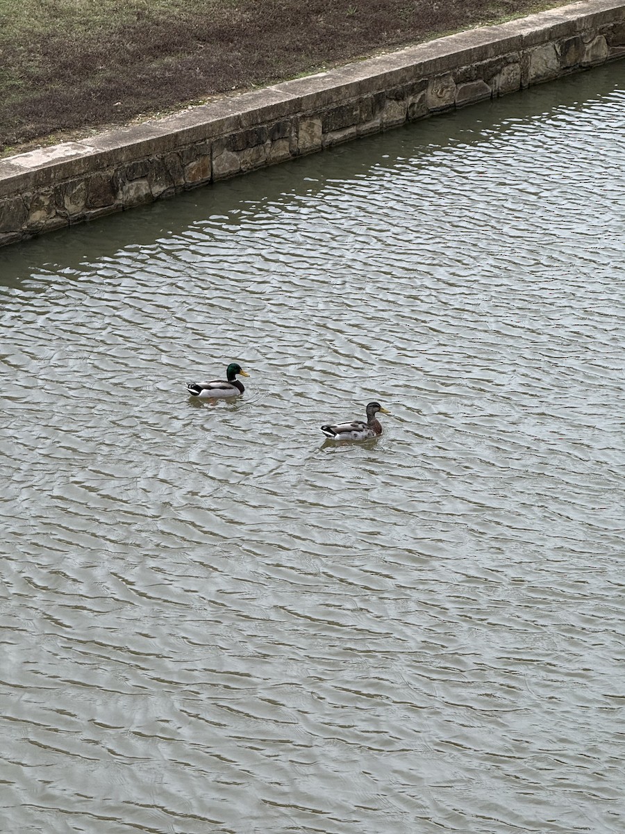 stokkand - ML646382421