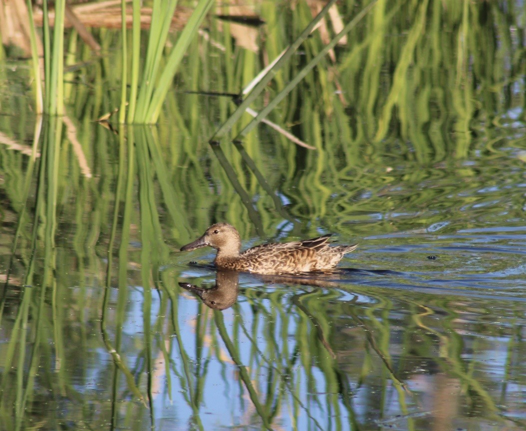 kaneland - ML646382422