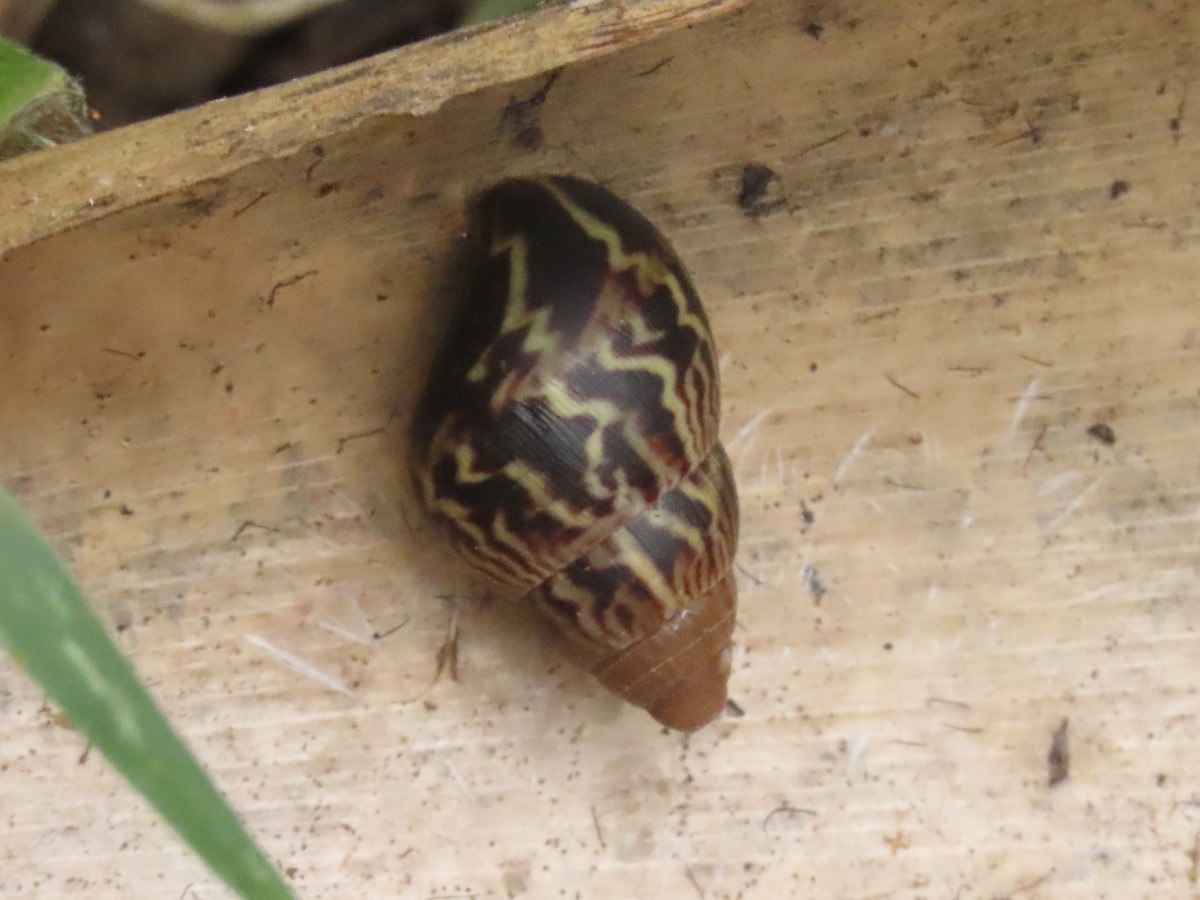 Animals - ML646382425