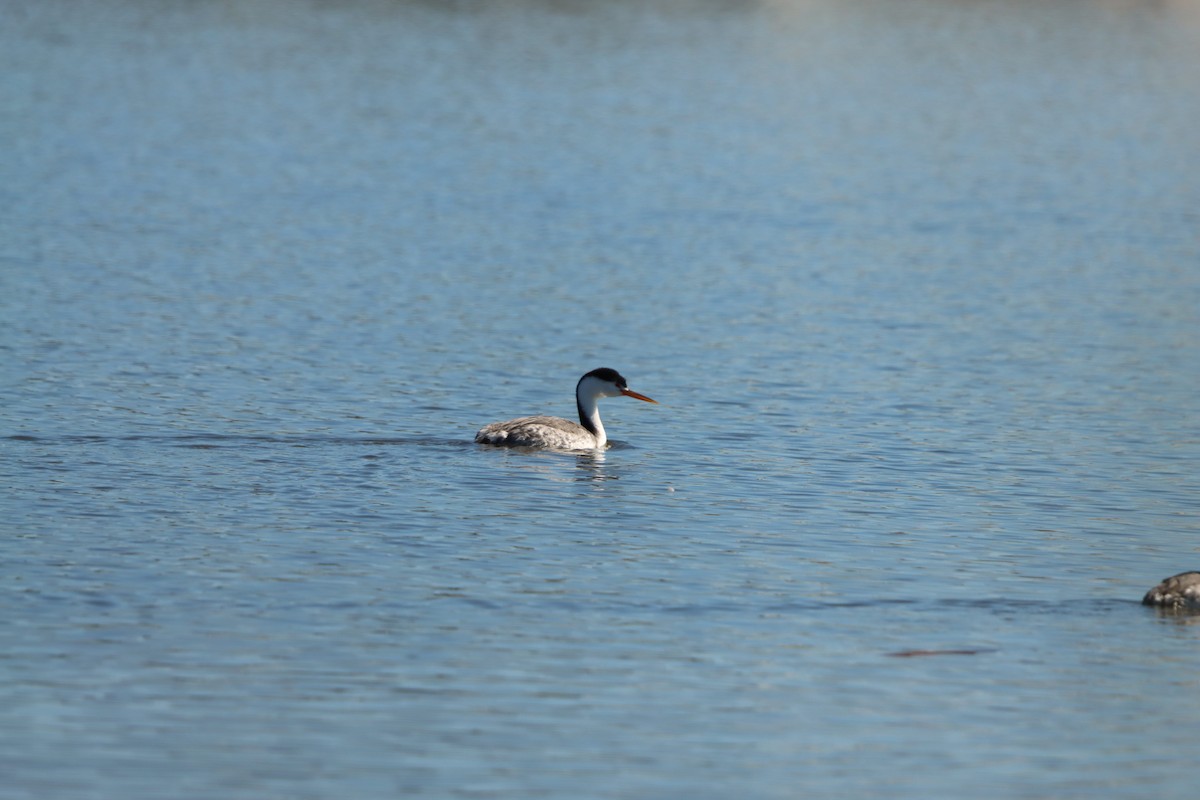 svanedykker - ML646382426