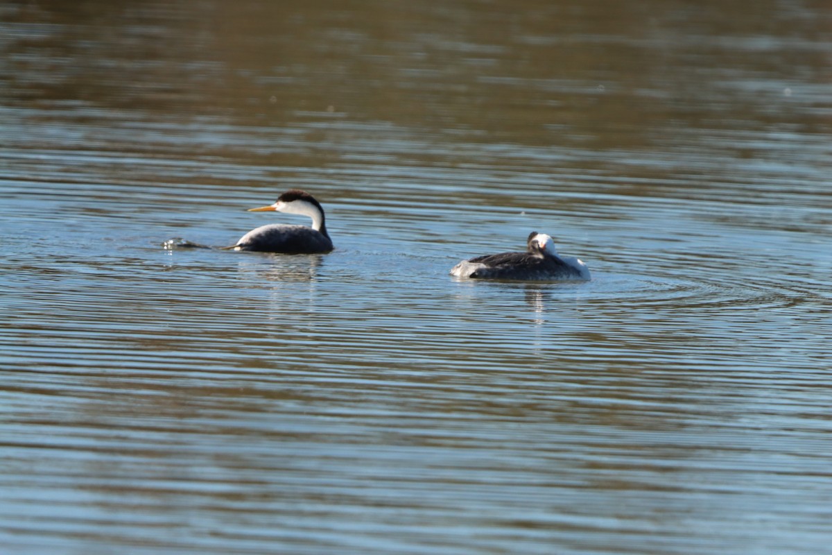 svanedykker - ML646382427