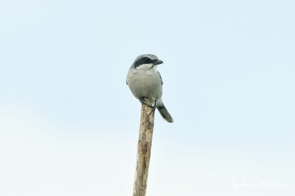 amerikavarsler - ML646382428