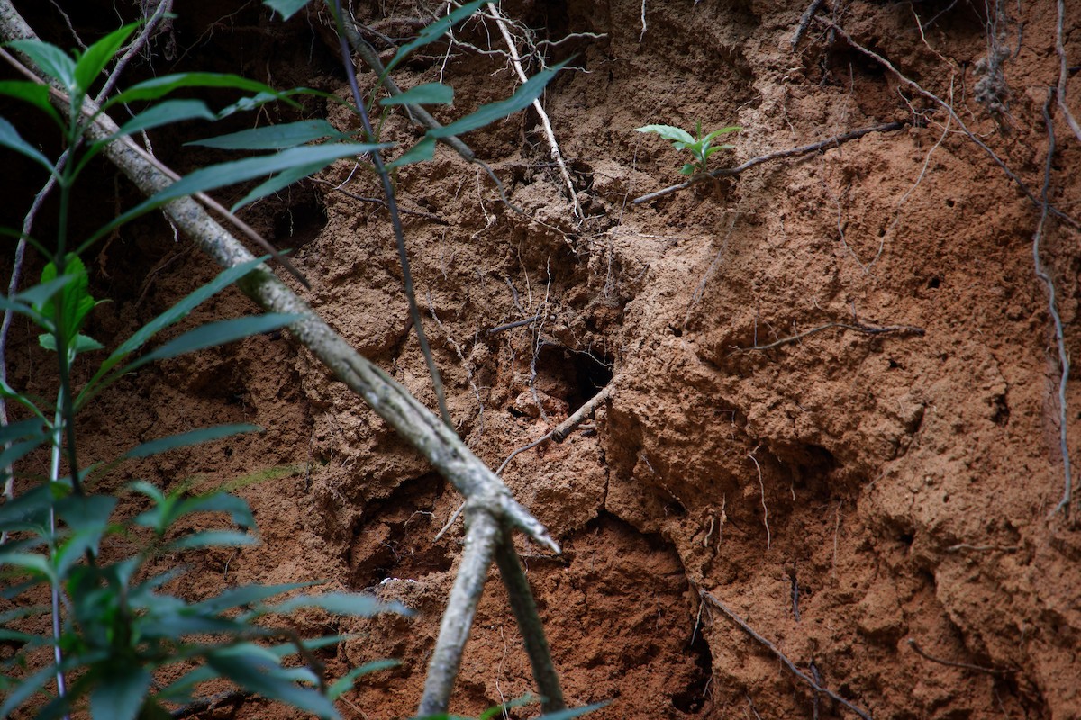 flaggermussvale - ML646382429