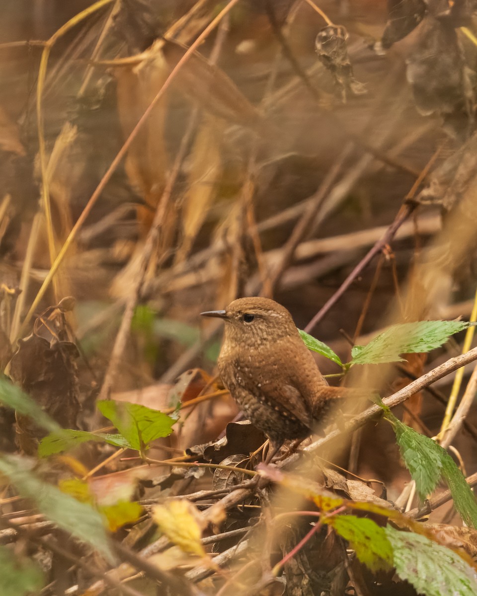 Winter Wren - ML646382430