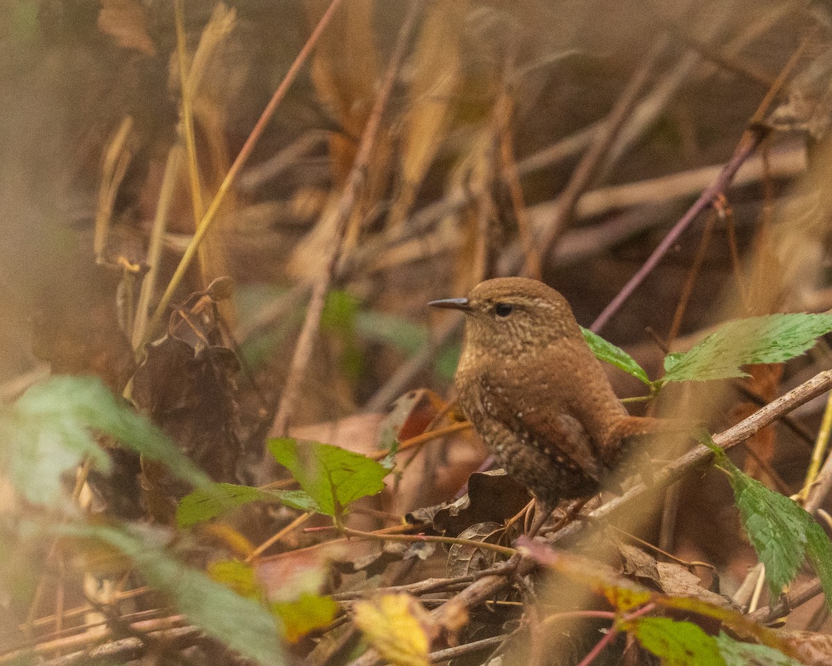 Chochín Hiemal - ML646382431