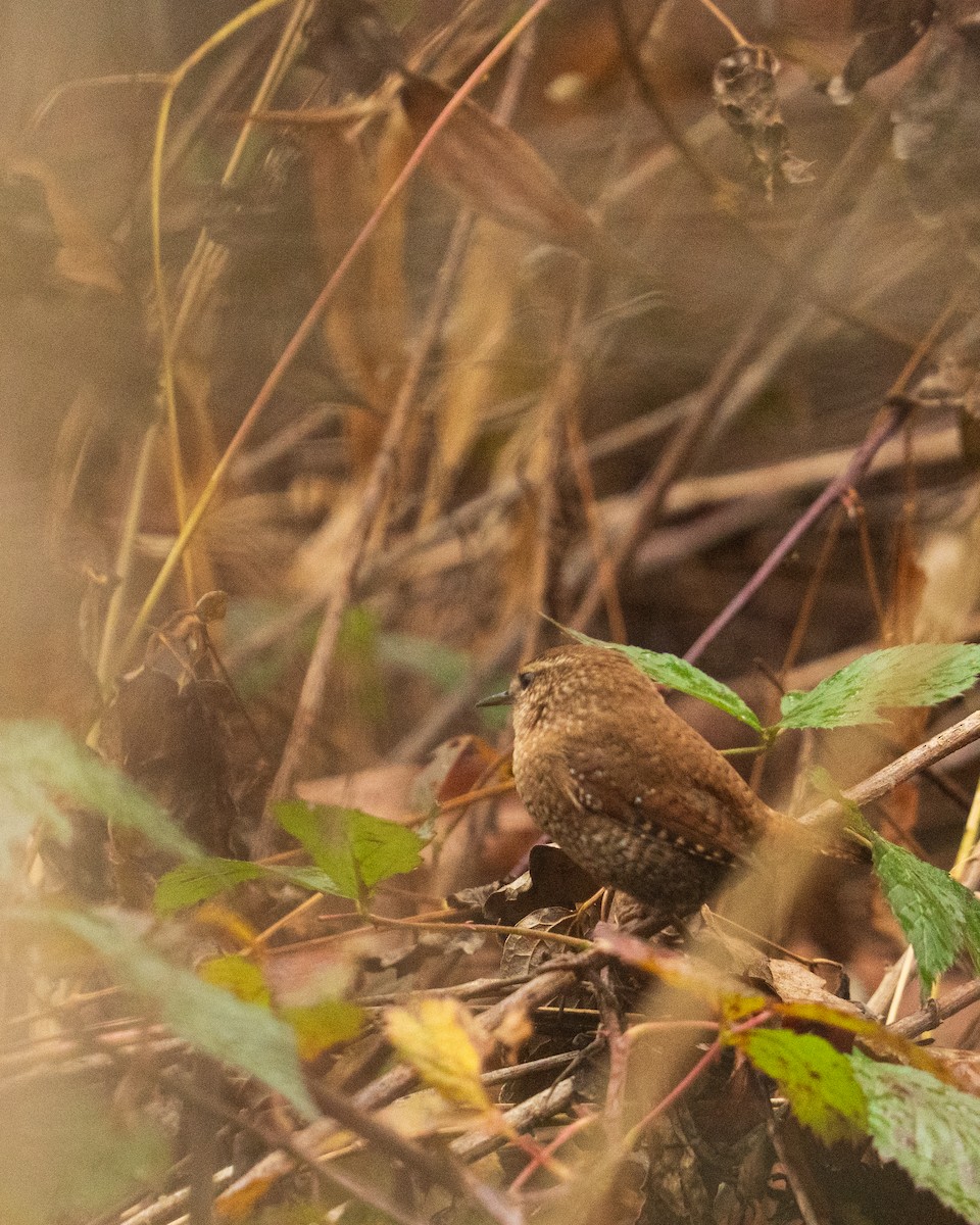 Chochín Hiemal - ML646382432