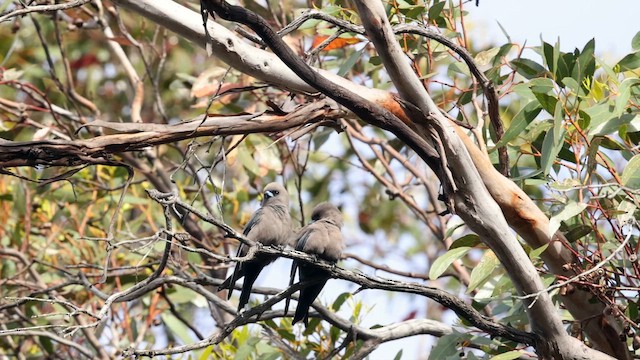 sotsvalestær - ML646382433