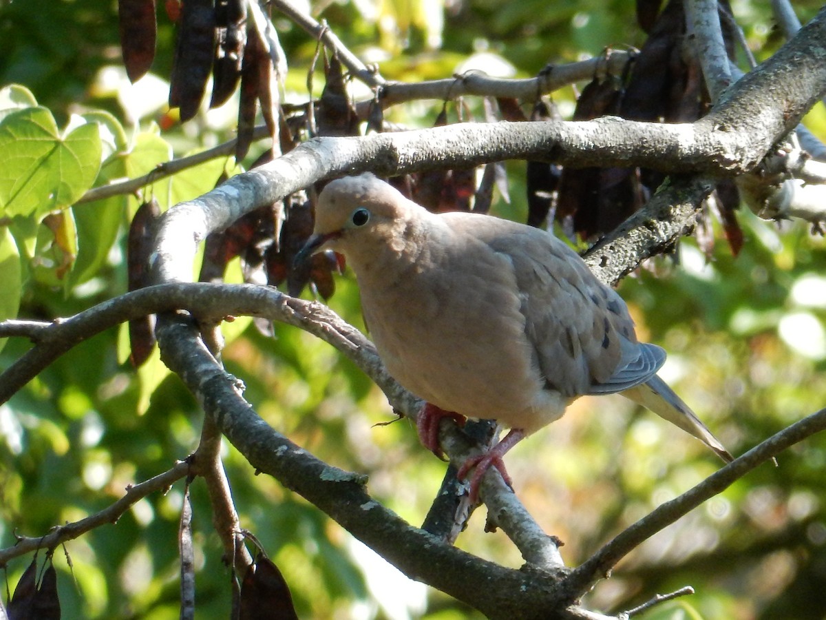 sørgedue - ML646382434