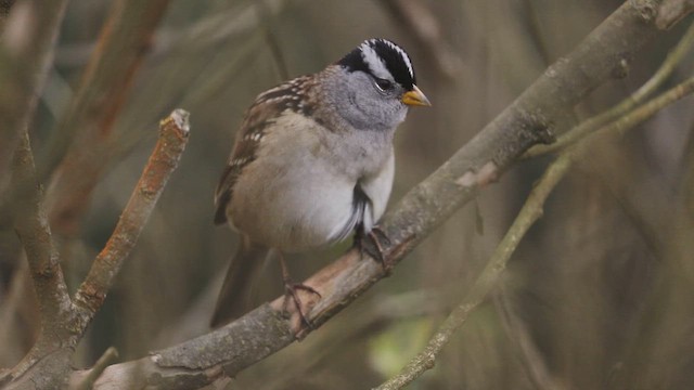 Chingolo Coroniblanco (nuttalli/pugetensis) - ML646382437