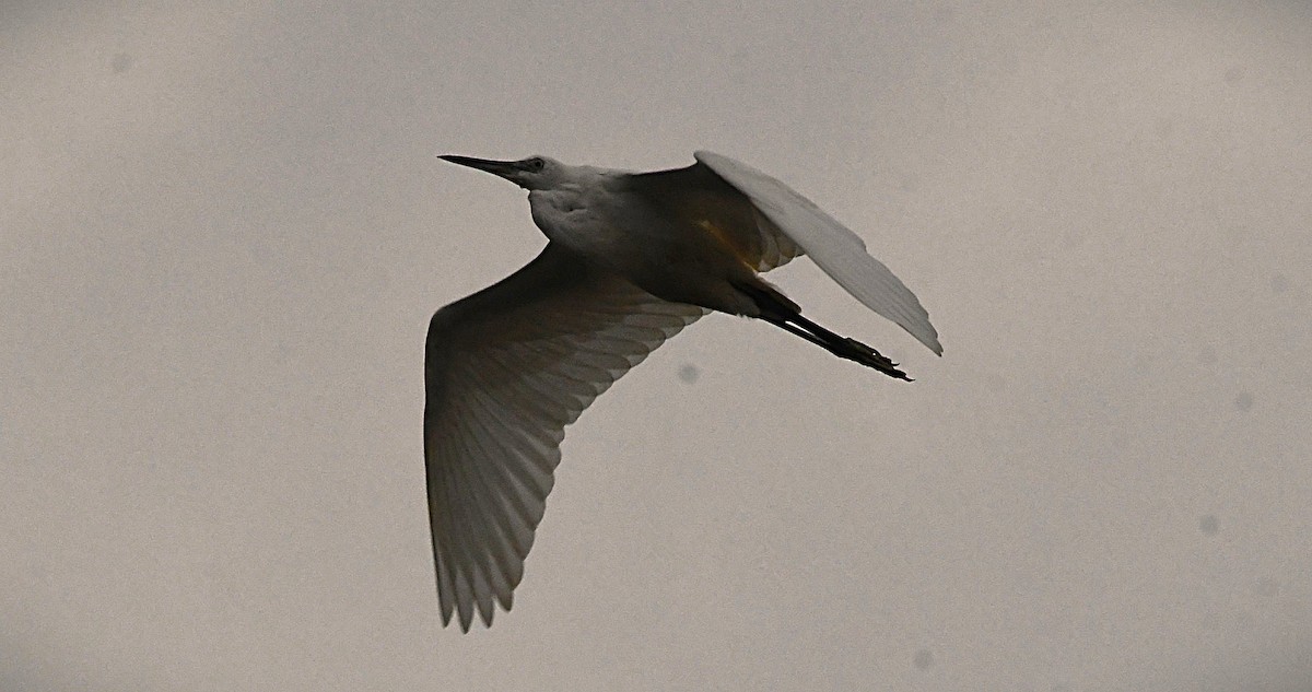 Garceta Grande - ML646382441