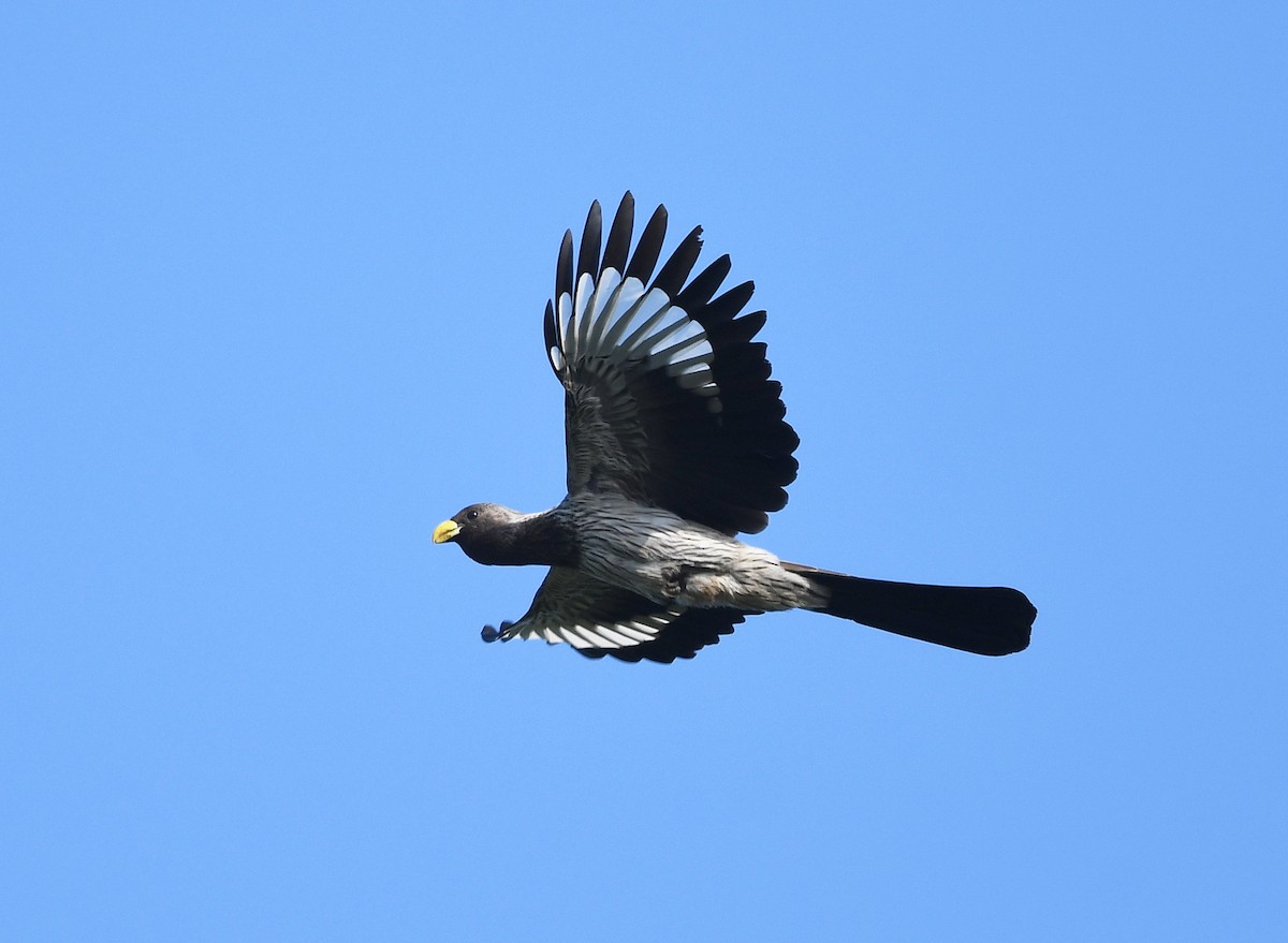 Turaco Gris Occidental - ML646382442